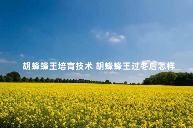 胡蜂蜂王培育技术 胡蜂蜂王过冬后怎样喂